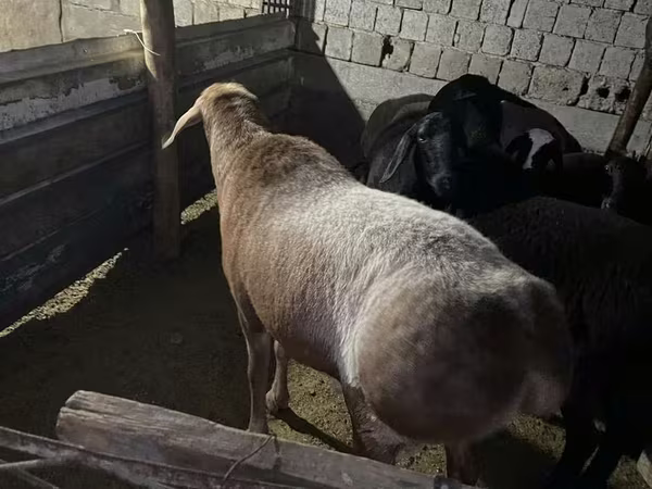በግ, Sheep