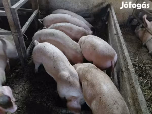 Babi (lot, jantina tidak dinyatakan), Pigs