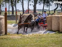 Pastuv, Hungarian horse breed — fotografija 2