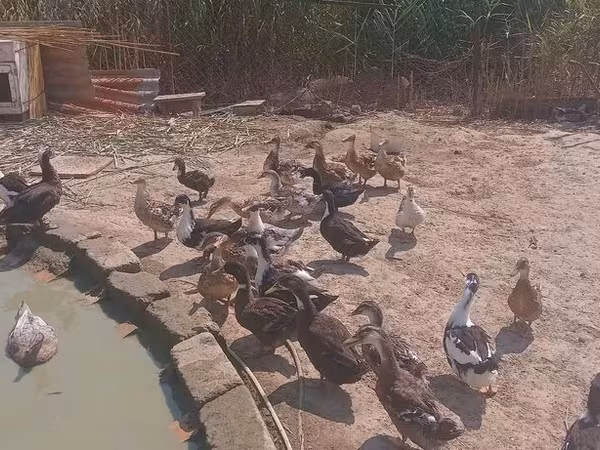Ducks