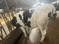 ላም, Holstein breed — ፎቶ 3