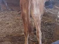 Bull, Cattle — photo 4