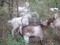 Kambing betina, Nubian Goat — foto 4