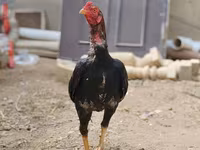 Bantam japonez — foto 5