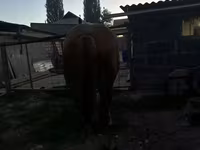 Kısrak, Atlar — foto 7