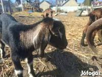 Koza, Alpine goat — foto 3
