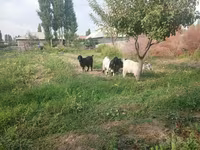 بز نر, بز — عکس 1