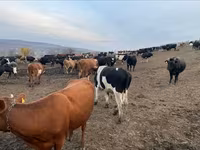 Bulle, Russian Black pied cattle — Foto 1