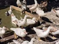 Ducks — foto 7