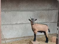 بز نر, Alpine goat — عکس 2