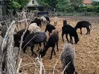 Pecora, Racka sheep — foto 4