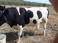 วัวตัวผู้, Russian Black pied cattle — รูปภาพ 2