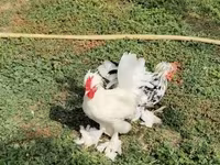 Chickens — عکس 3