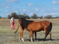 ม้าตัวเมีย, Kazakh horse — รูปภาพ 8