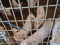 Babi betina, Pigs — foto 6