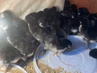 Australorp — zdjęcie 2