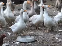 Geese — รูปภาพ 2