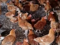 Chickens — foto 1