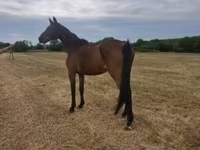 Kuda betina, Horses — foto 8