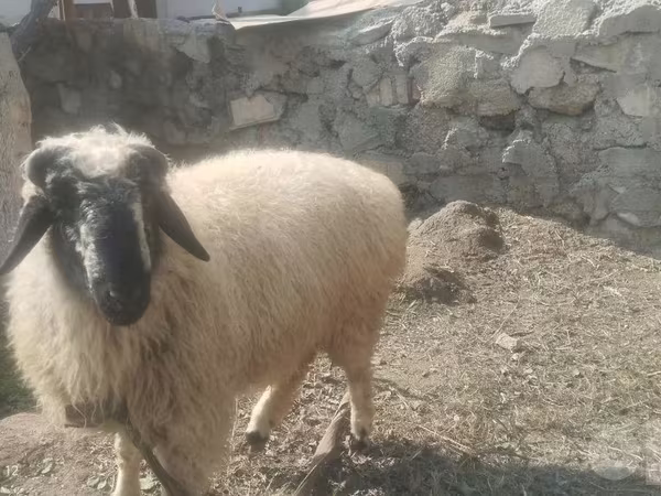 Ram, Blackheaded Persian sheep