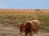 گاو ماده, Latvian Blue cattle — عکس 3