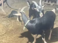 Capra, Alpine goat — foto 5