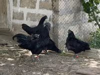 Ayam Cemani — foto 3