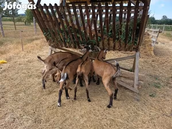 Kozel, Alpine goat
