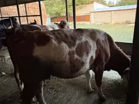 گاو ماده, Latvian Blue cattle — عکس 7