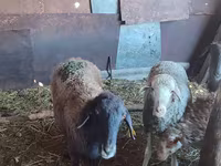 میش, گوسفند — عکس 3