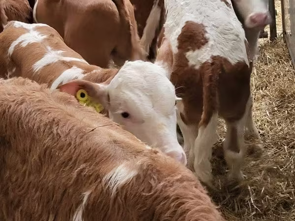 Cattle (batch, sex not specified), Simmental cattle