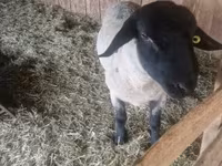 แกะตัวผู้, White Suffolk sheep — รูปภาพ 1