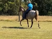 Kuda jantan, Rocky Mountain Horse — foto 7