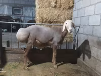 Koç, Arashan sheep — foto 3