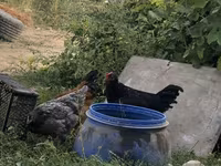 Chickens — फ़ोटो 1