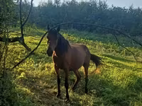 Kısrak, Atlar — foto 1