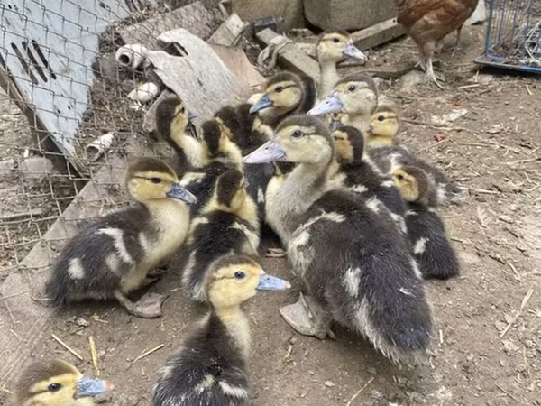 Ducks