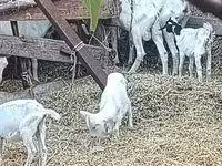 Kambing betina, Saanen goat — foto 7