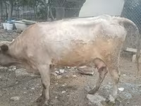 Ko, Simmental cattle — foto 2
