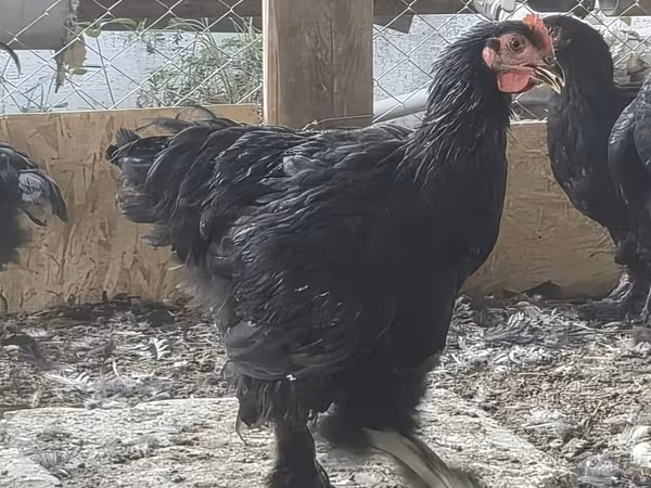 Brahma