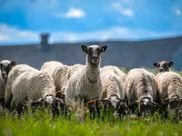 Κριός, Romanov sheep — φωτογραφία 5