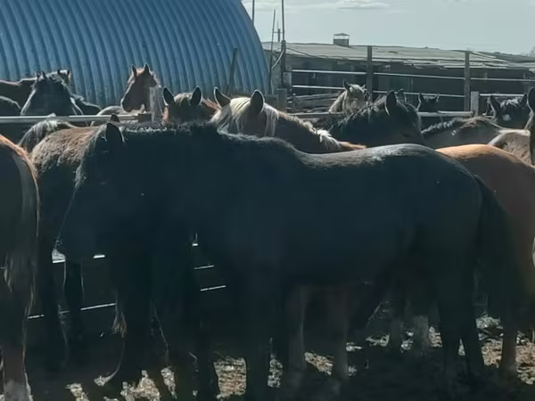 Horse (M), Horse breed