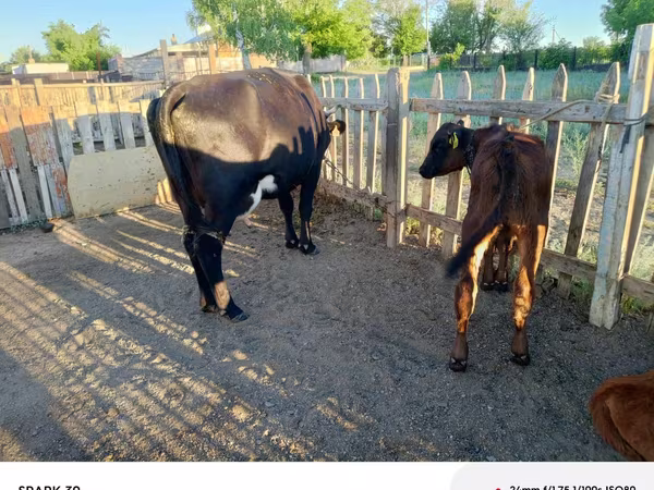 Lo’, Latvian Blue cattle