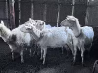بز ماده, Saanen goat — عکس 2
