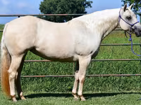 பெண் குதிரை, Quarter Horse — புகைப்படம் 7