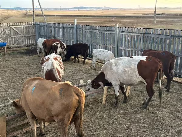 Mucca, Latvian Blue cattle