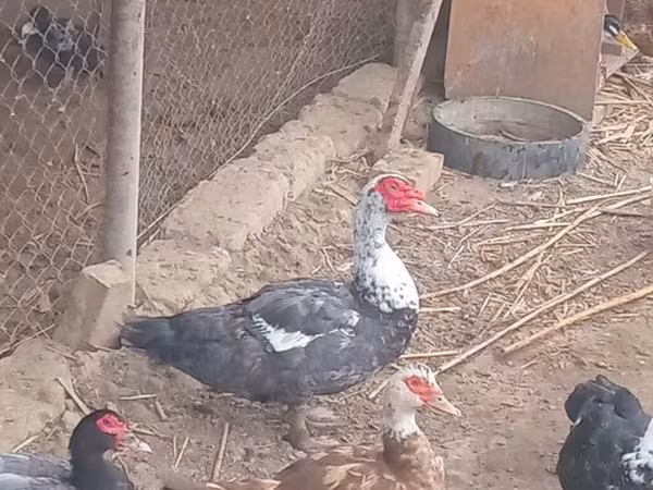 ዶማስቲክ ሙስኮቪ