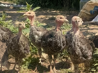 Turkeys — Foto 3