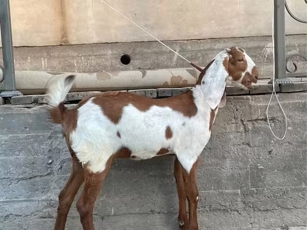Буз, Kamori goats