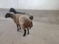 በግ, Sheep — ፎቶ 2